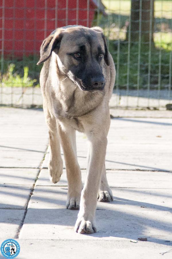 Se ami i cani sensibili, Plinio ti sta aspettando Foto 4